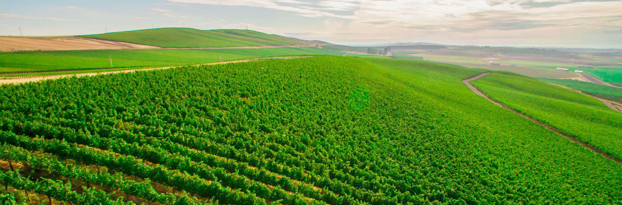 Washington Vineyards