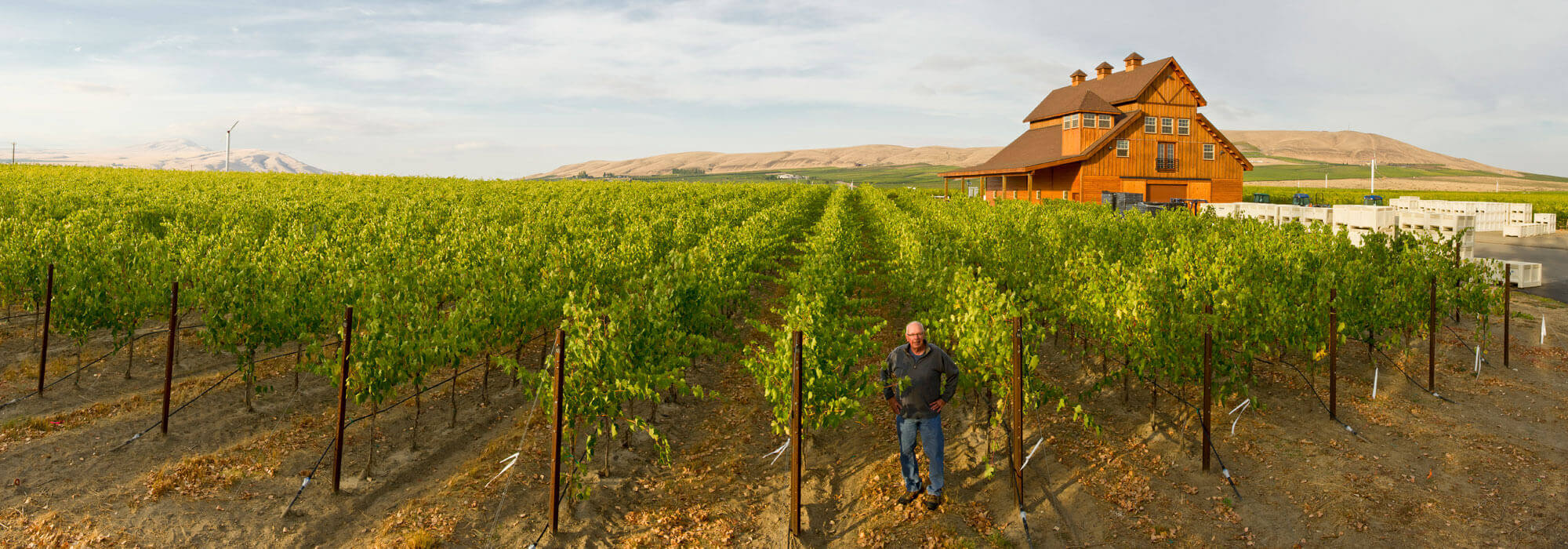 Washington Wine Vineyards