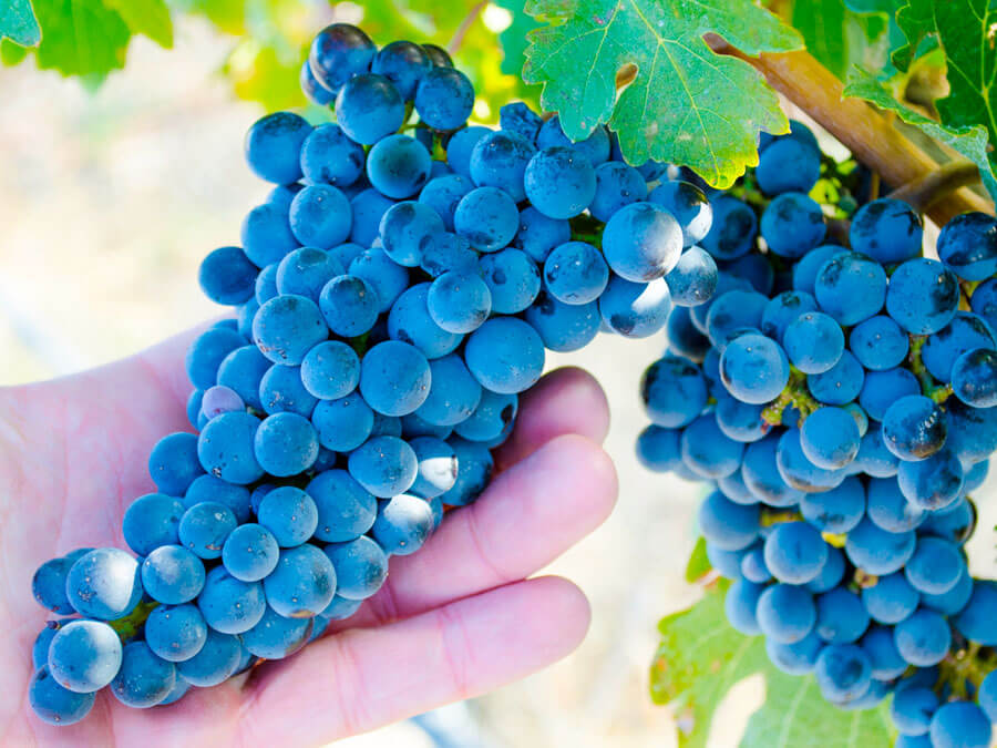 Washington Wine Vineyards