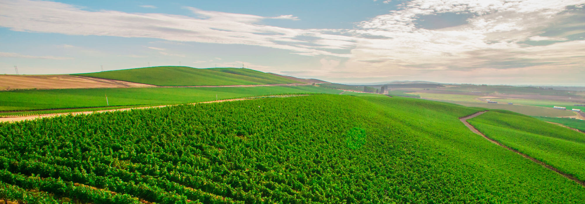 Novelty Hill's Stillwater Creek Estate Vineyard