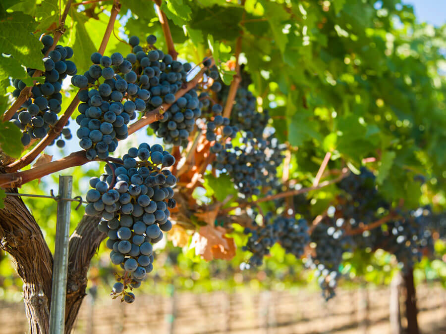 Washington Vineyard